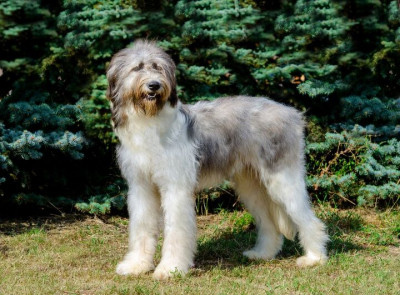 Romanian Mioritic Shepherd Dog - Complete Breed Guide, Care, Adoption & Health Tips Information and Pictures